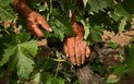 Nuoro - brána k podkladům Sardinie - Vinařství Sedilesu, Mamoiada, Sardinie