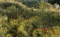 Dorgali - Místní divoká flora, Dorgali, Sardinie