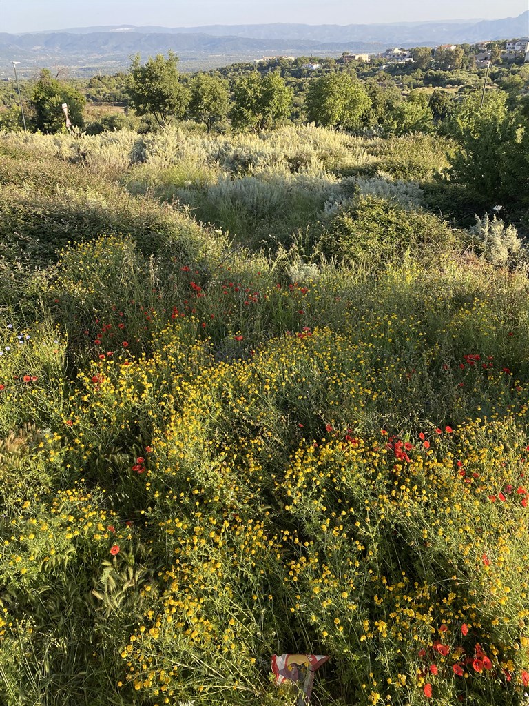 Místní divoká flora, Dorgali, Sardinie