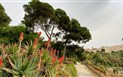 Nejvýznamnější oslavy Svatého Efisia - Botanická zahrada, Cagliari, Sardinie