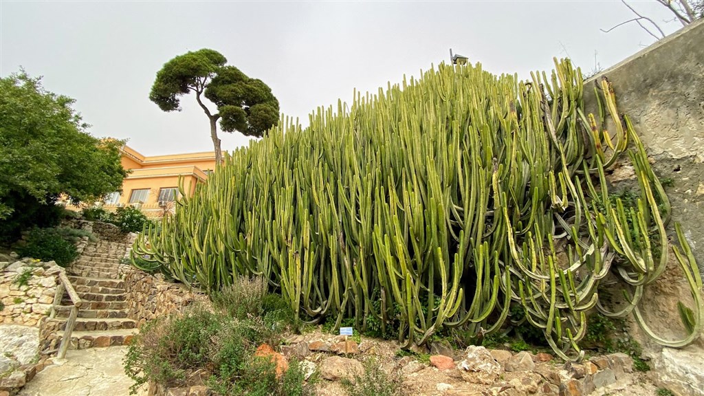 Botanická zahrada, Cagliari, Sardinie