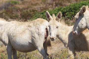 Výlet lodí a vláčkem do Národního parku Asinara