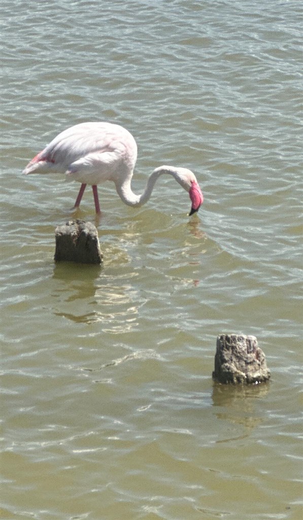 Solné nádrže park Molentargius, Sardinie