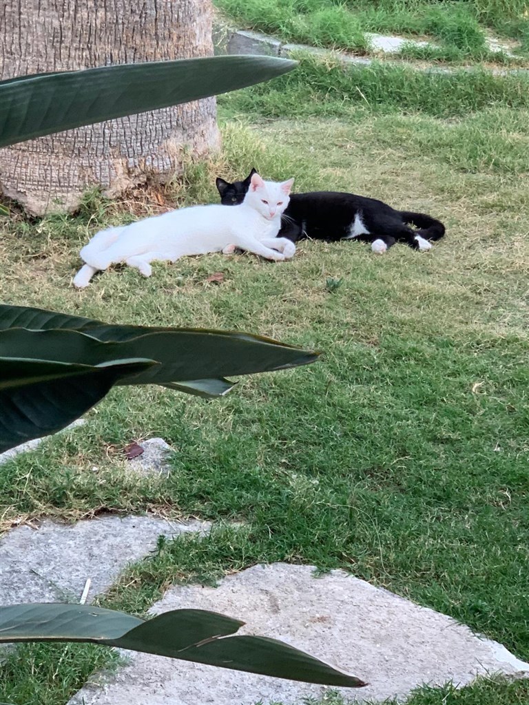 Veřejné zahrady, Cagliari, Sardinie