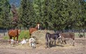 Hotel Orti di Nora - Zvířata z hotelové zoo, Santa Margherita di Pula, Sardinie