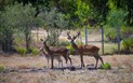 Hotel Orti di Nora - Zvířata z hotelové zoo, Santa Margherita di Pula, Sardinie