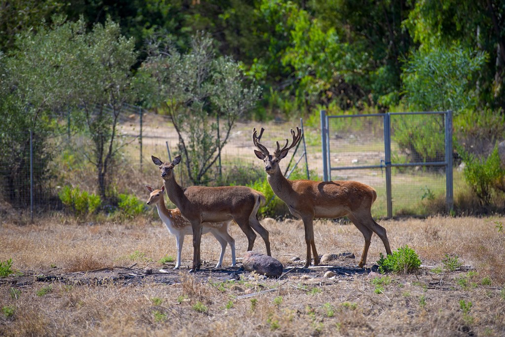 Zvířata z hotelové zoo, Santa Margherita di Pula, Sardinie