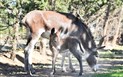 Hotel Orti di Nora - Zvířata z hotelové zoo, Santa Margherita di Pula, Sardinie