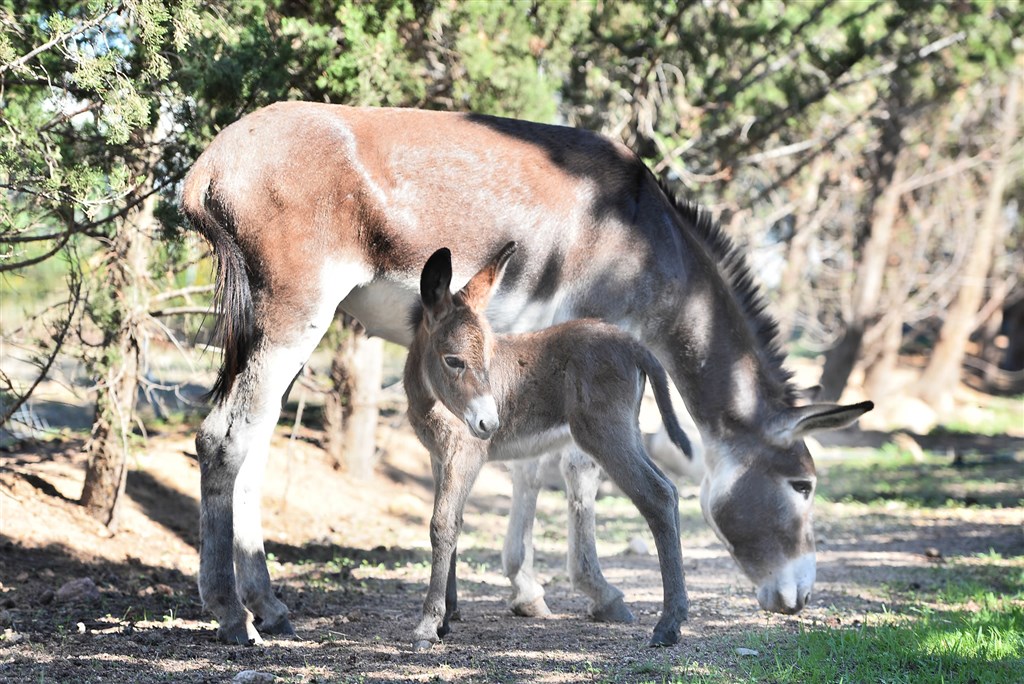 Zvířata z hotelové zoo, Santa Margherita di Pula, Sardinie