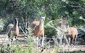 Hotel Orti di Nora - Zvířata z hotelové zoo, Santa Margherita di Pula, Sardinie