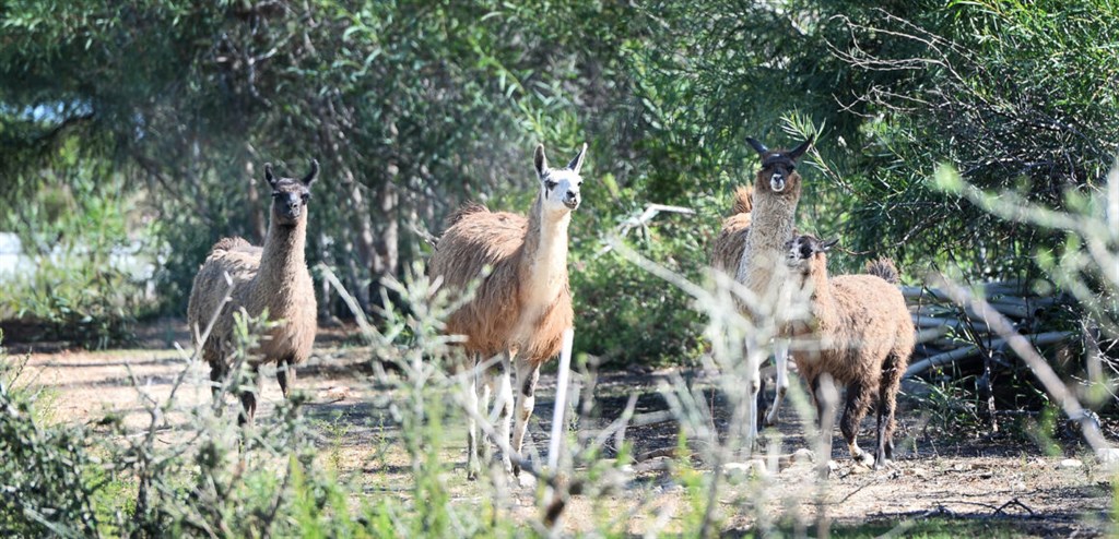 Zvířata z hotelové zoo, Santa Margherita di Pula, Sardinie