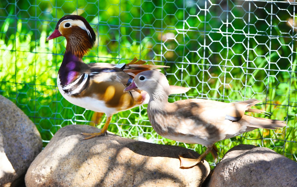 Zvířata z hotelové zoo, Santa Margherita di Pula, Sardinie