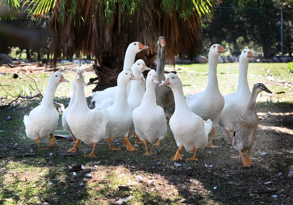 Zvířata z hotelové zoo, Santa Margherita di Pula, Sardinie