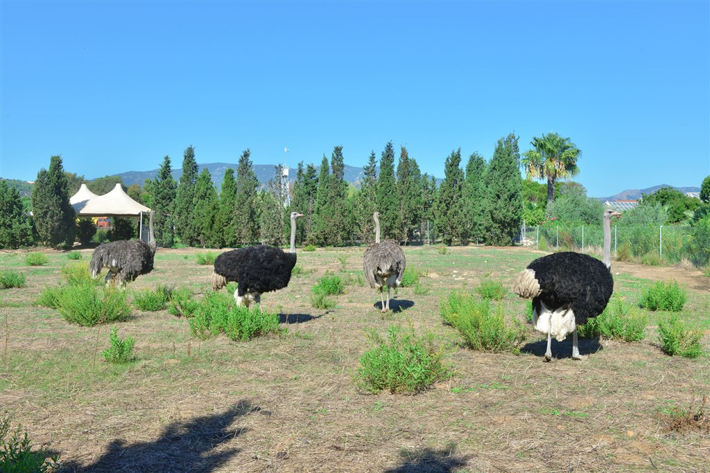 Zvířata z hotelové zoo, Santa Margherita di Pula, Sardinie