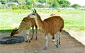 Hotel Orti di Nora - Zvířata z hotelové zoo, Santa Margherita di Pula, Sardinie