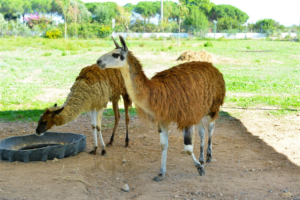 Zvířata z hotelové zoo, Santa Margherita di Pula, Sardinie