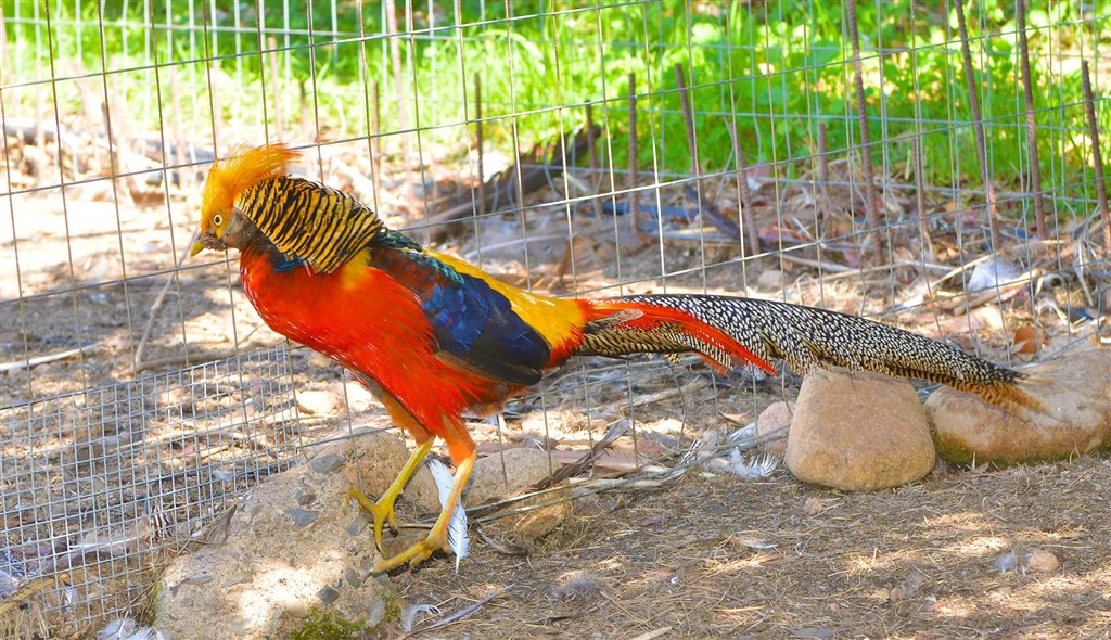 Zvířata z hotelové zoo, Santa Margherita di Pula, Sardinie