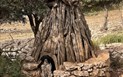 Pilates a trekking po východním pobřeží s Katkou - Psí bouda ve formě tradičního ovčínu, Santa Maria Navarrese, Sardinie